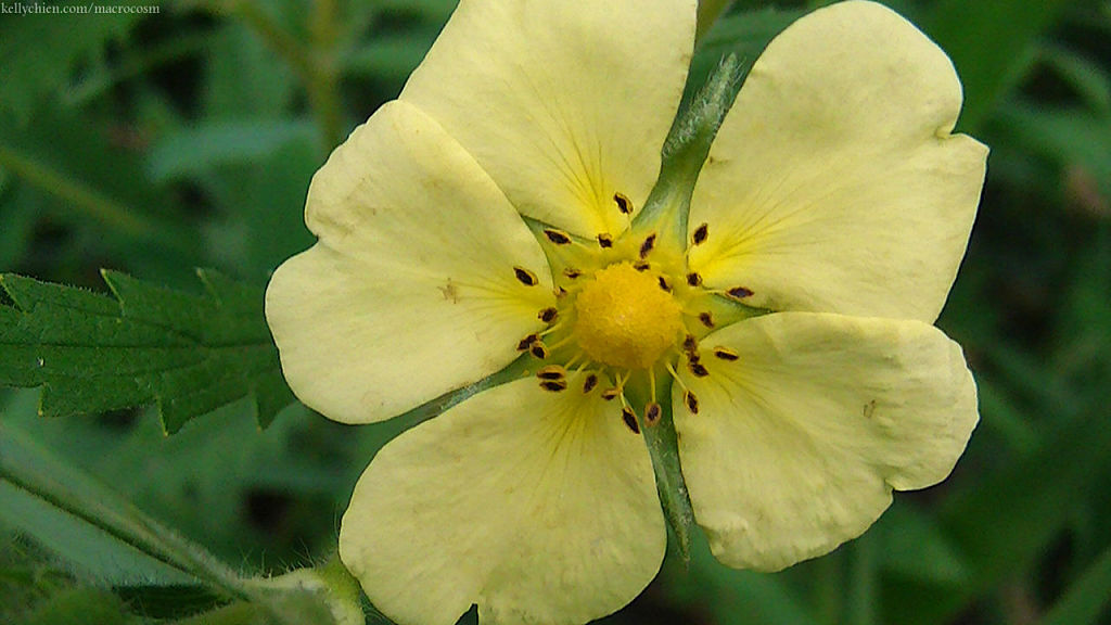 this-is-new-york.com Flowers along the Delaware & Ulster railroad hiking path, Hobart NY photo by Kelly Chien