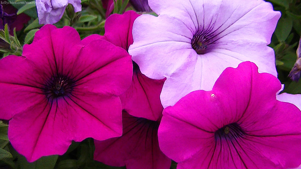 this-is-new-york.com Flowers along the Delaware & Ulster railroad hiking path, Hobart NY photo by Kelly Chien