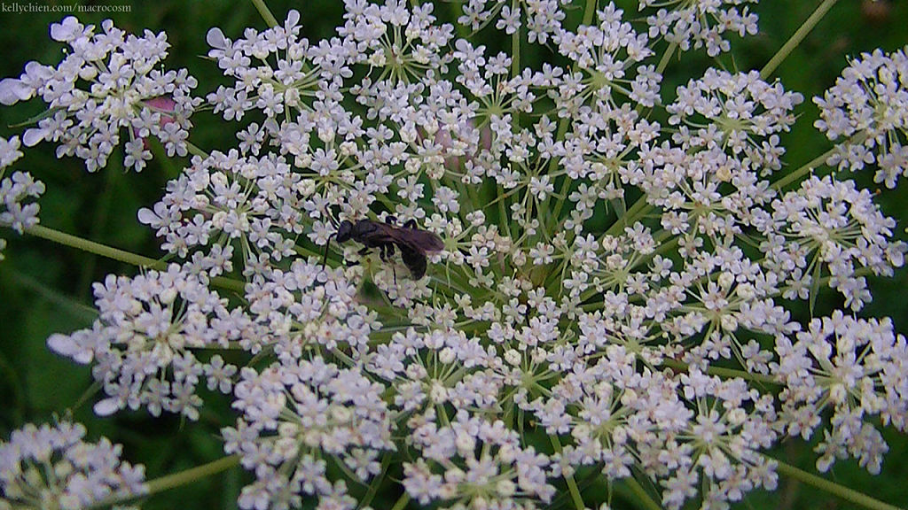 this-is-new-york.com Flowers along the Delaware & Ulster railroad hiking path, Hobart NY photo by Kelly Chien