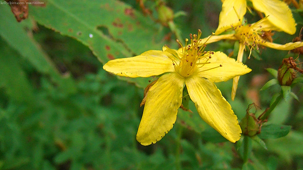 this-is-new-york.com Flowers along the Delaware & Ulster railroad hiking path, Hobart NY photo by Kelly Chien