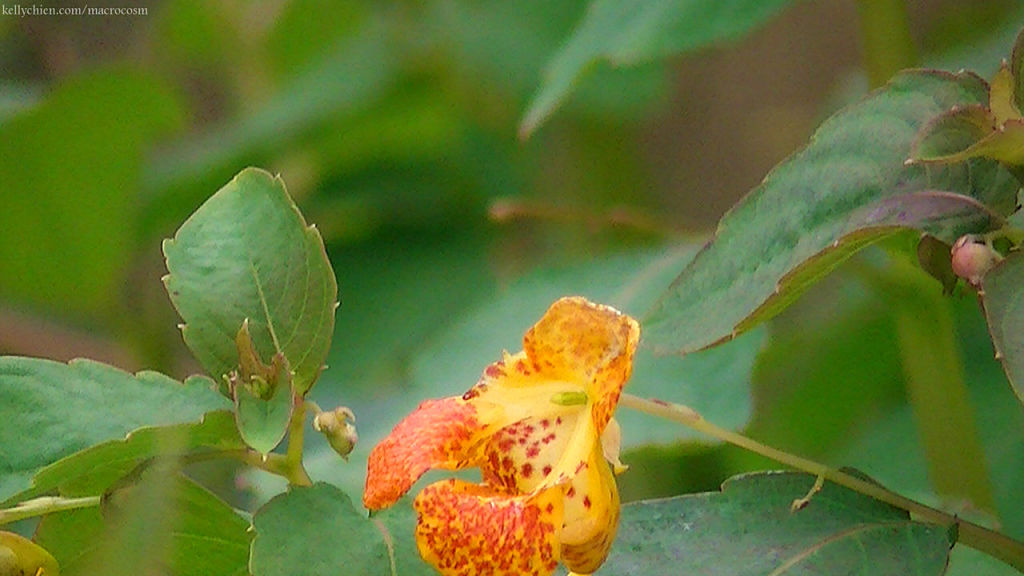 this-is-new-york.com Flowers along the Delaware & Ulster railroad hiking path, Hobart NY photo by Kelly Chien