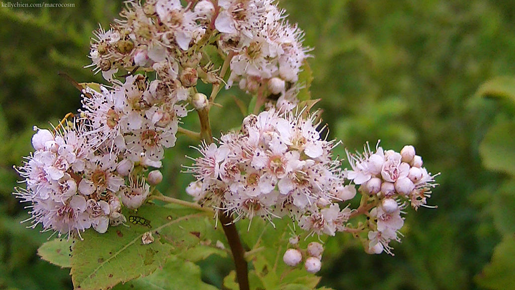 this-is-new-york.com Flowers along the Delaware & Ulster railroad hiking path, Hobart NY photo by Kelly Chien