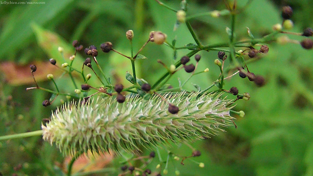 this-is-new-york.com Flowers along the Delaware & Ulster railroad hiking path, Hobart NY photo by Kelly Chien