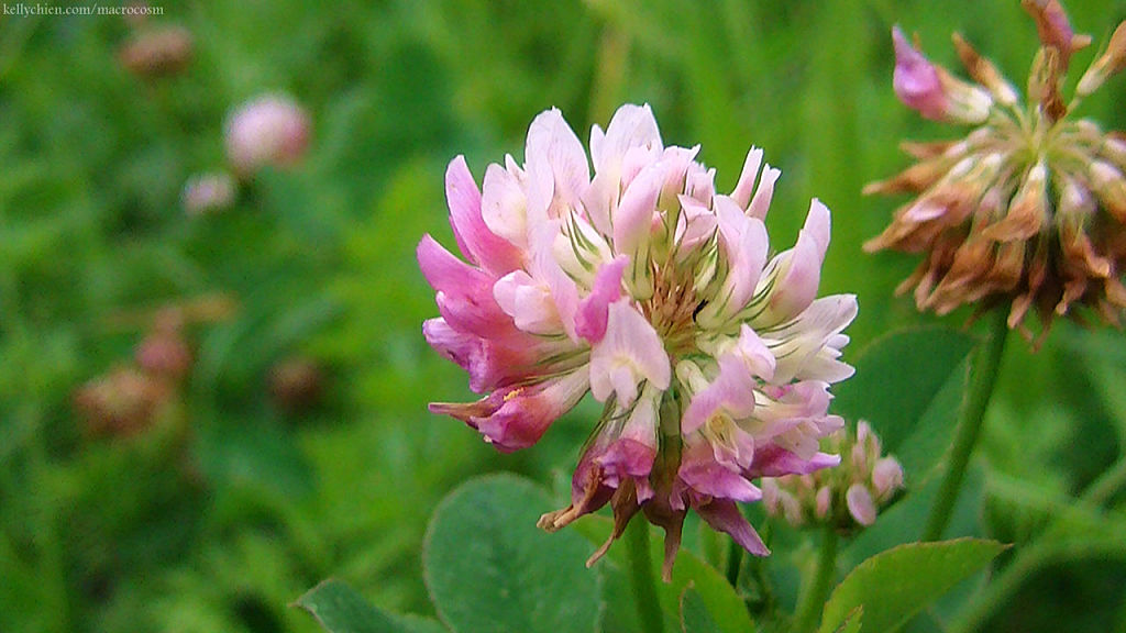 this-is-new-york.com Flowers along the Delaware & Ulster railroad hiking path, Hobart NY photo by Kelly Chien