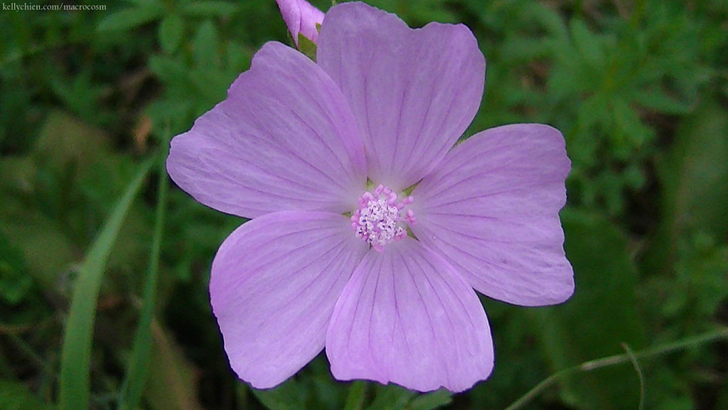 this-is-new-york.com Flowers along the Delaware & Ulster railroad hiking path, Hobart NY photo by Kelly Chien