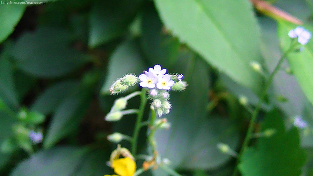 this-is-new-york.com Flowers along the Delaware & Ulster railroad hiking path, Hobart NY photo by Kelly Chien