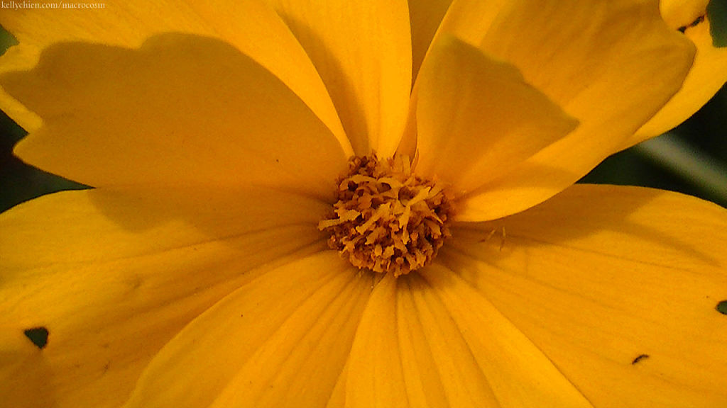 this-is-new-york.com Flowers along the Delaware & Ulster railroad hiking path, Hobart NY photo by Kelly Chien