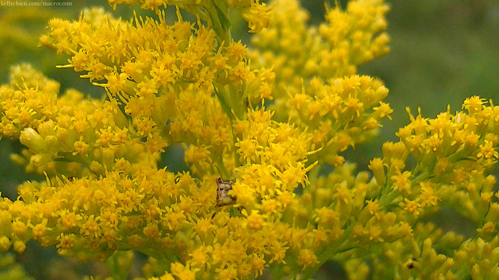 this-is-new-york.com Flowers along the Delaware & Ulster railroad hiking path, Hobart NY photo by Kelly Chien