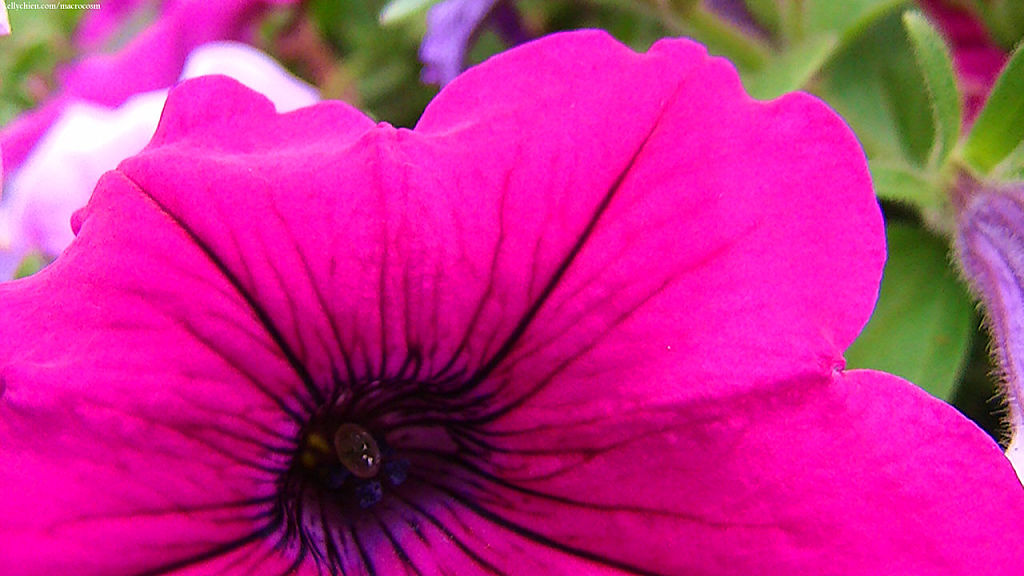 this-is-new-york.com Flowers along the Delaware & Ulster railroad hiking path, Hobart NY photo by Kelly Chien