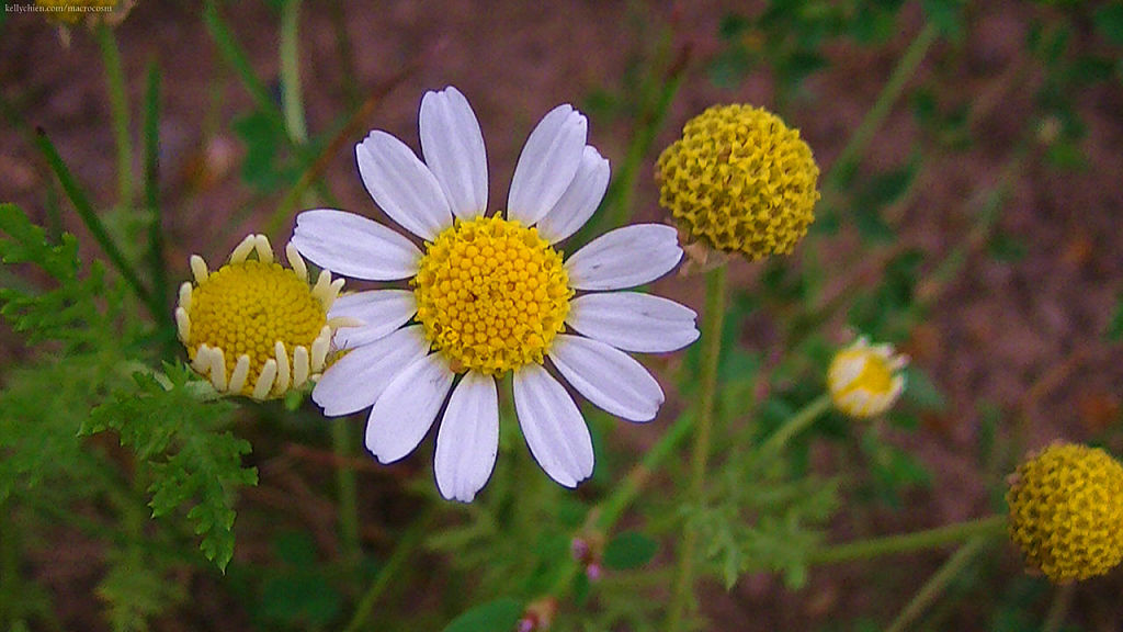 this-is-new-york.com Flowers along the Delaware & Ulster railroad hiking path, Hobart NY photo by Kelly Chien