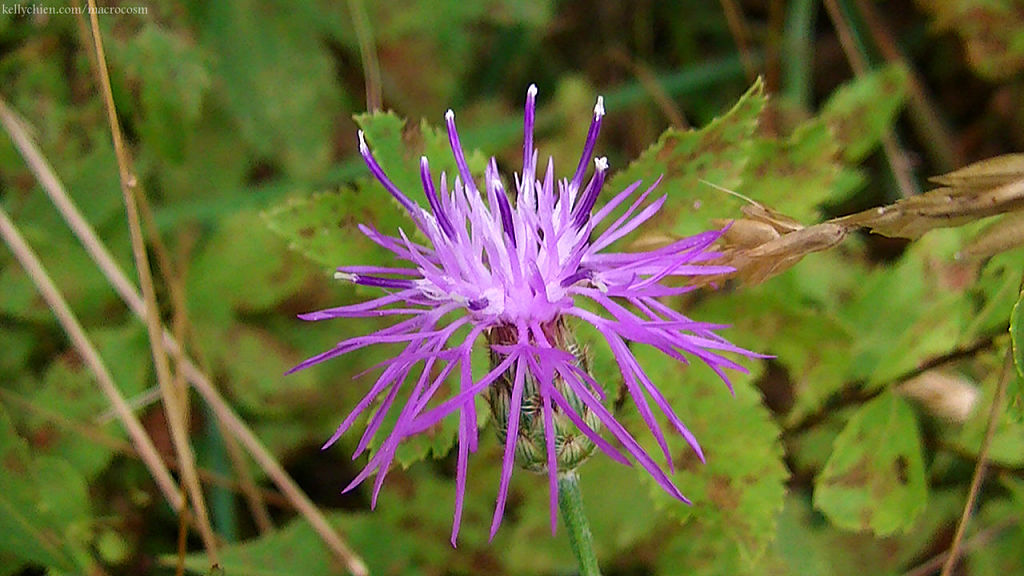 this-is-new-york.com Flowers along the Delaware & Ulster railroad hiking path, Hobart NY photo by Kelly Chien