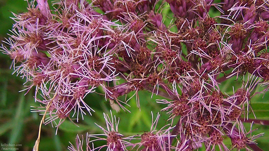 this-is-new-york.com Flowers along the Delaware & Ulster railroad hiking path, Hobart NY photo by Kelly Chien