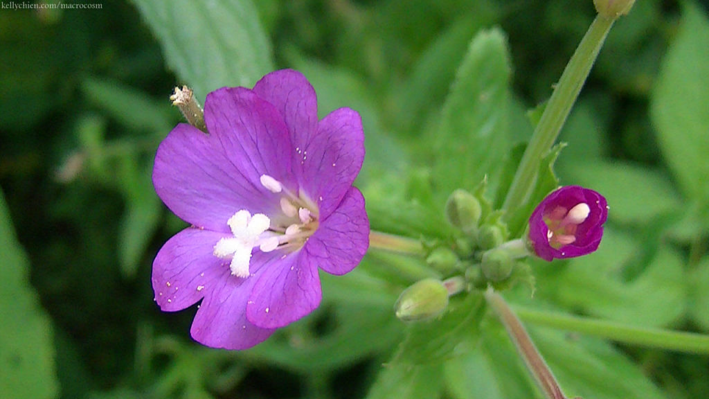 this-is-new-york.com Flowers along the Delaware & Ulster railroad hiking path, Hobart NY photo by Kelly Chien