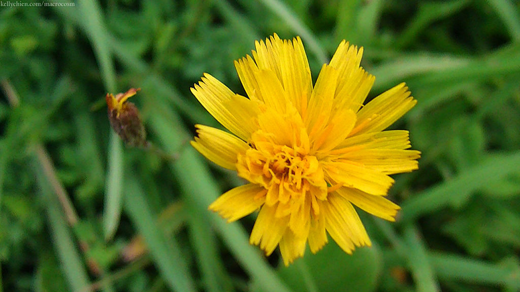 this-is-new-york.com Flowers along the Delaware & Ulster railroad hiking path, Hobart NY photo by Kelly Chien