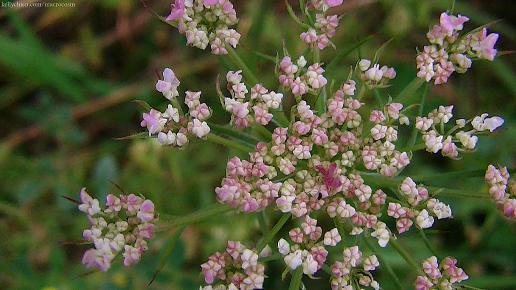 this-is-new-york.com Flowers along the Delaware & Ulster railroad hiking path, Hobart NY photo by Kelly Chien