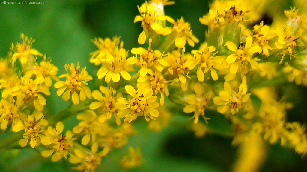 this-is-new-york.com Flowers along the Delaware & Ulster railroad hiking path, Hobart NY photo by Kelly Chien