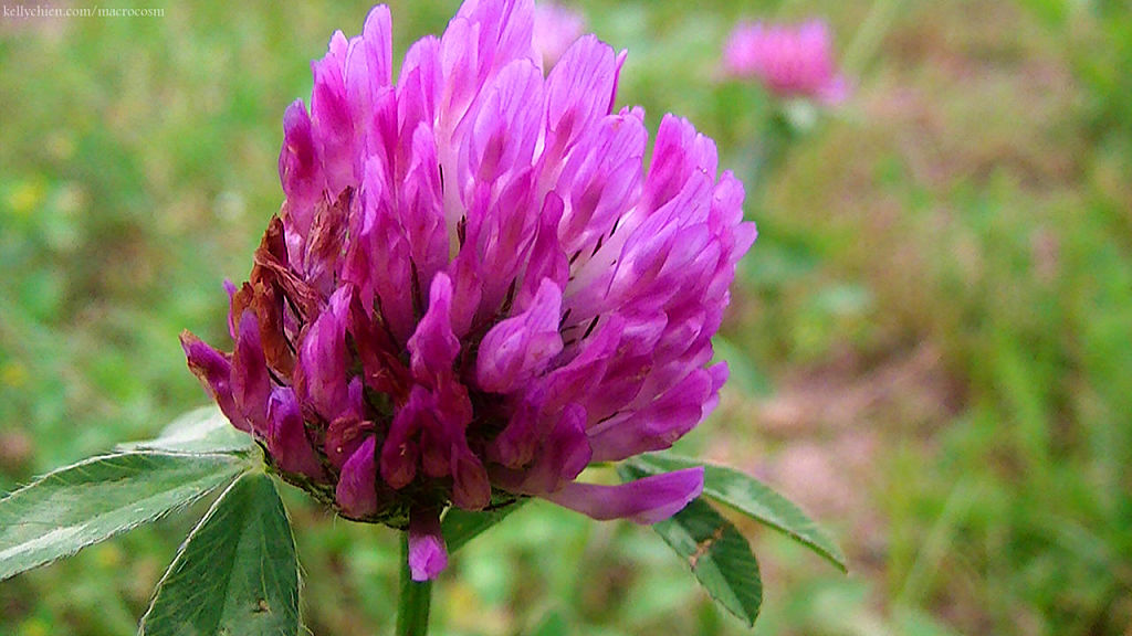 this-is-new-york.com Flowers along the Delaware & Ulster railroad hiking path, Hobart NY photo by Kelly Chien