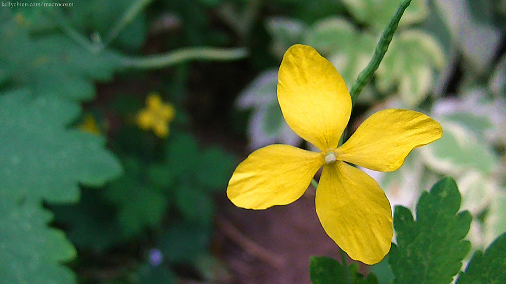 this-is-new-york.com Flowers along the Delaware & Ulster railroad hiking path, Hobart NY photo by Kelly Chien