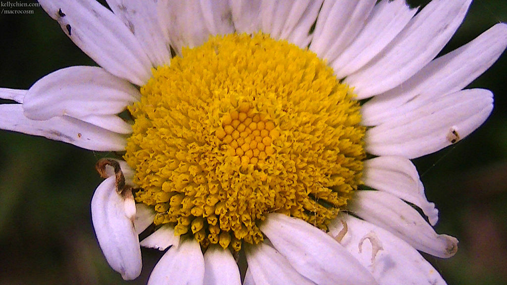 this-is-new-york.com Flowers along the Delaware & Ulster railroad hiking path, Hobart NY photo by Kelly Chien