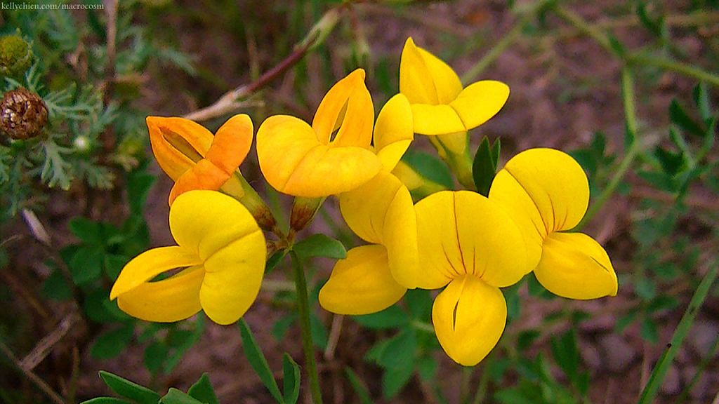 this-is-new-york.com Flowers along the Delaware & Ulster railroad hiking path, Hobart NY photo by Kelly Chien