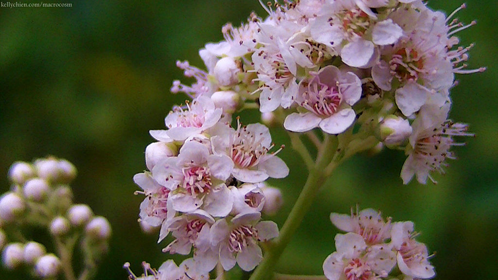 this-is-new-york.com Flowers along the Delaware & Ulster railroad hiking path, Hobart NY photo by Kelly Chien