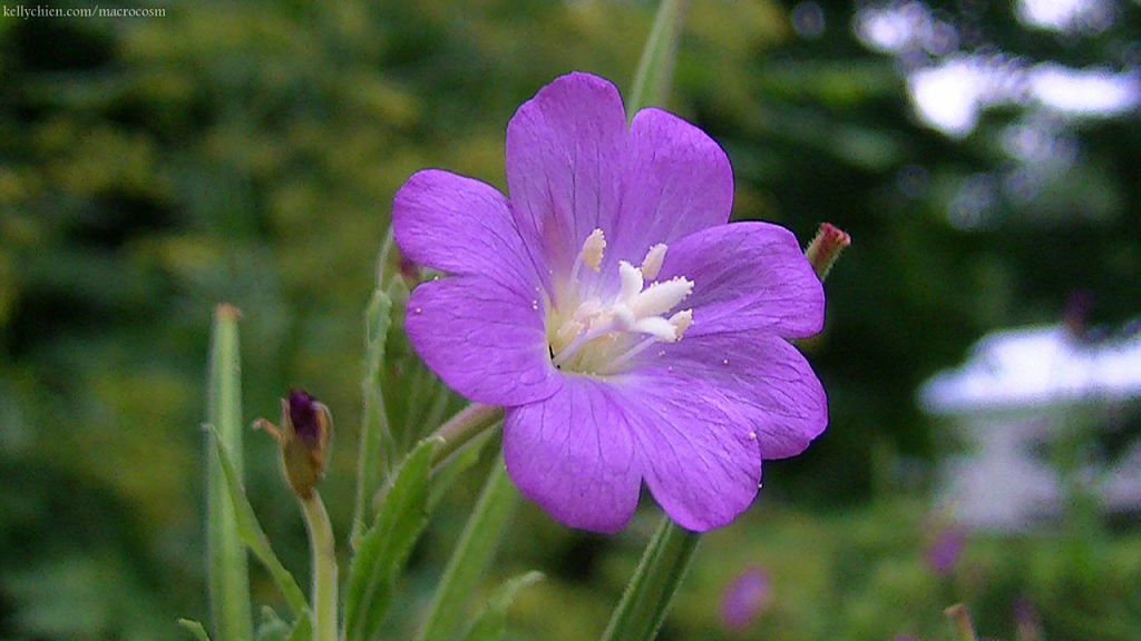 this-is-new-york.com Flowers along the Delaware & Ulster railroad hiking path, Hobart NY photo by Kelly Chien