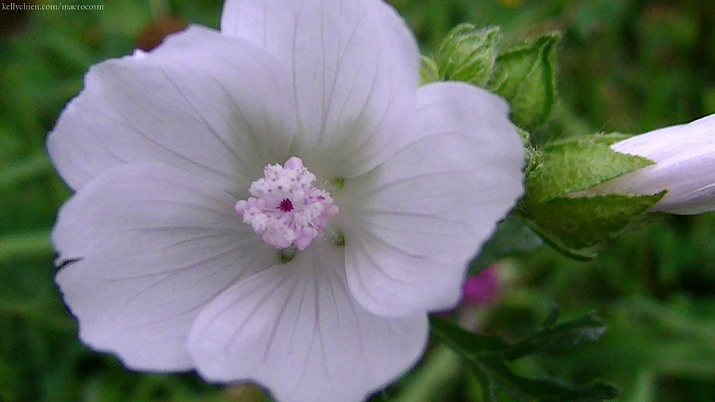 this-is-new-york.com Flowers along the Delaware & Ulster railroad hiking path, Hobart NY photo by Kelly Chien