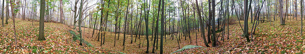 this-is-new-york.com Autumn scene on Mt. Bobb in Hobart NY photo by Kelly Chien