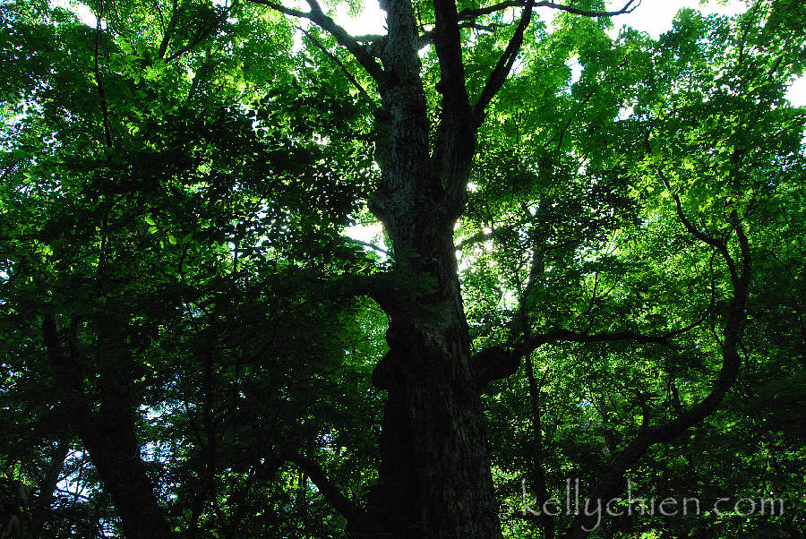 this-is-new-york.com Forest in the nature conservatory near Hamden NY photo by Kelly Chien