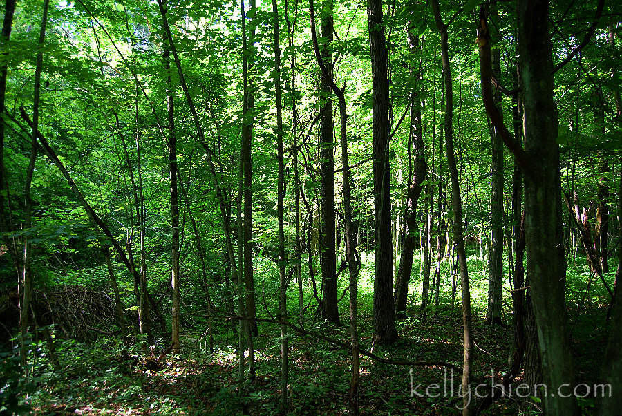 this-is-new-york.com Green woods in the nature conservatory near Hamden NY photo by Kelly Chien