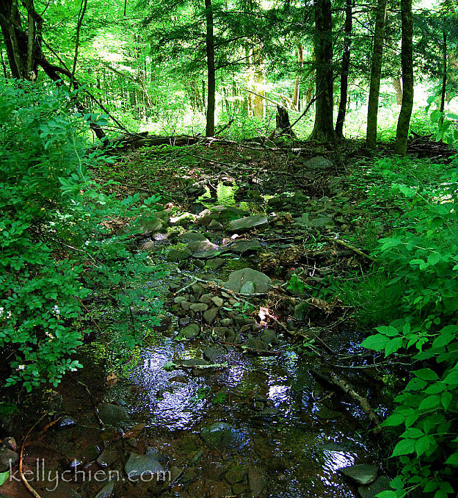 this-is-new-york.com Mountain stream in the nature conservatory near Hamden NY photo by Kelly Chien