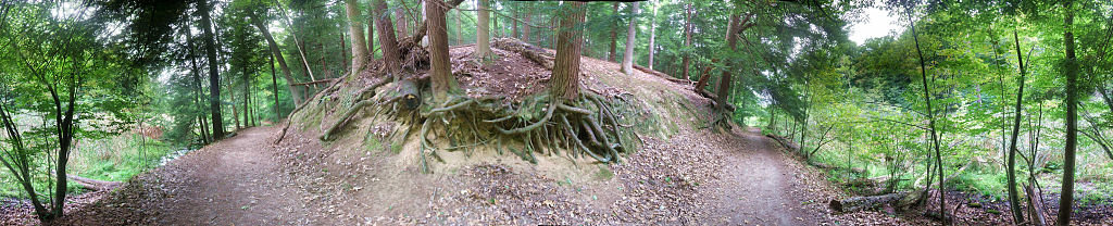 this-is-new-york.com Root outcropping along the nature walk near Rochester NY photo by Kelly Chien