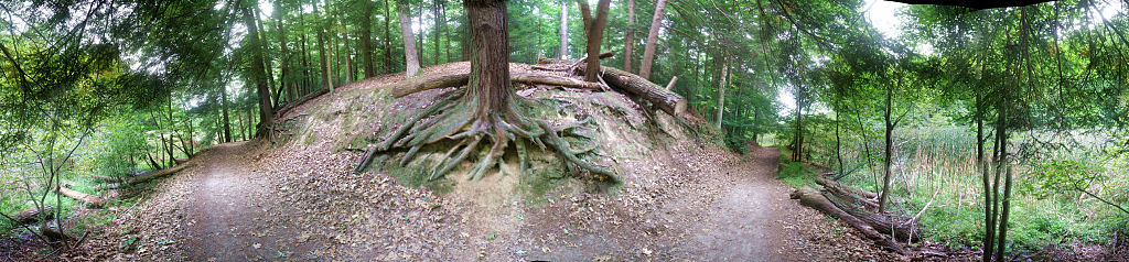 this-is-new-york.com Old root outcroppings on a nature trail near Rochester NY photo by Kelly Chien