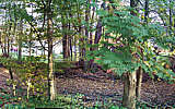 this-is-new-york.com Autumn leaf strewn lawn along the Delaware & Ulster railroad hiking path, Hobart NY photo by Kelly Chien