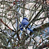 this-is-new-york.com Bluebird in Delhi NY photo by Kelly Chien