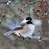 this-is-new-york.com Chickadee in Delhi NY photo by Kelly Chien