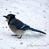this-is-new-york.com Bluebird in Hobart NY photo by Kelly Chien