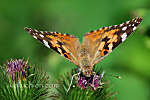 this-is-new-york.com Butterfly feasting atop Mt. Utsayantha near Stamford NY photo by Kelly Chien