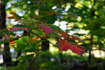 this-is-new-york.com Early Autumn leaves in Hobart NY photo by Kelly Chien