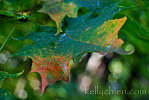 this-is-new-york.com Early Autumn colors in Hobart NY photo by Kelly Chien