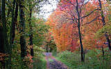 this-is-new-york.com Fall colors along the Delaware & Ulster railroad hiking path, Hobart NY photo by Kelly Chien