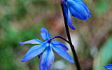 this-is-new-york.com Flowers along the Delaware & Ulster railroad hiking path, Hobart NY photo by Kelly Chien