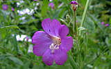 this-is-new-york.com Flowers along the Delaware & Ulster railroad hiking path, Hobart NY photo by Kelly Chien