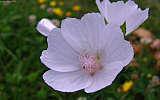 this-is-new-york.com Flowers along the Delaware & Ulster railroad hiking path, Hobart NY photo by Kelly Chien