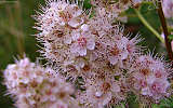 this-is-new-york.com Flowers along the Delaware & Ulster railroad hiking path, Hobart NY photo by Kelly Chien