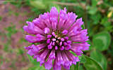 this-is-new-york.com Flowers along the Delaware & Ulster railroad hiking path, Hobart NY photo by Kelly Chien