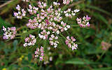 this-is-new-york.com Flowers along the Delaware & Ulster railroad hiking path, Hobart NY photo by Kelly Chien