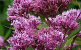 this-is-new-york.com Flowers along the Delaware & Ulster railroad hiking path, Hobart NY photo by Kelly Chien