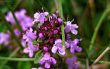 this-is-new-york.com Flowers along the Delaware & Ulster railroad hiking path, Hobart NY photo by Kelly Chien