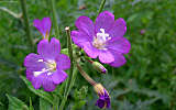 this-is-new-york.com Flowers along the Delaware & Ulster railroad hiking path, Hobart NY photo by Kelly Chien